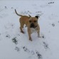 Esperando a que le tire una bola de nieve.